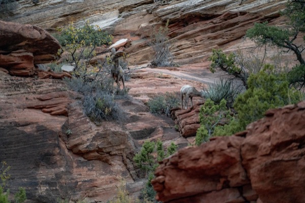 Desert bighorn sheep in red-rock canyon country