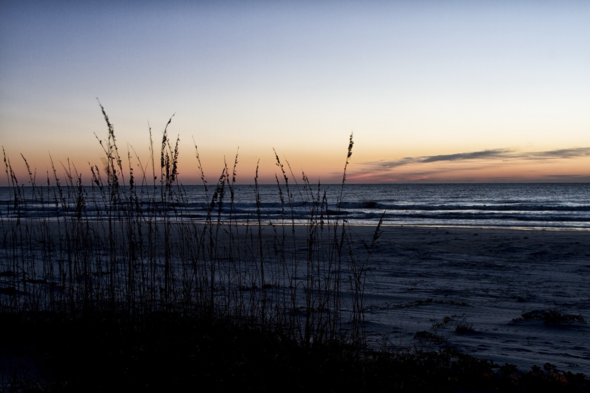 Sea oats at dusk on the Atlantic shore, Cumberland Island National Seashore, Georgia (NPS photo)
