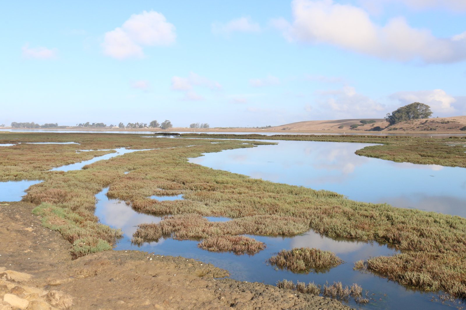Tidal marsh channels at Elkhorn Slough, California (U.S. Fish and Wildlife Service photo)
