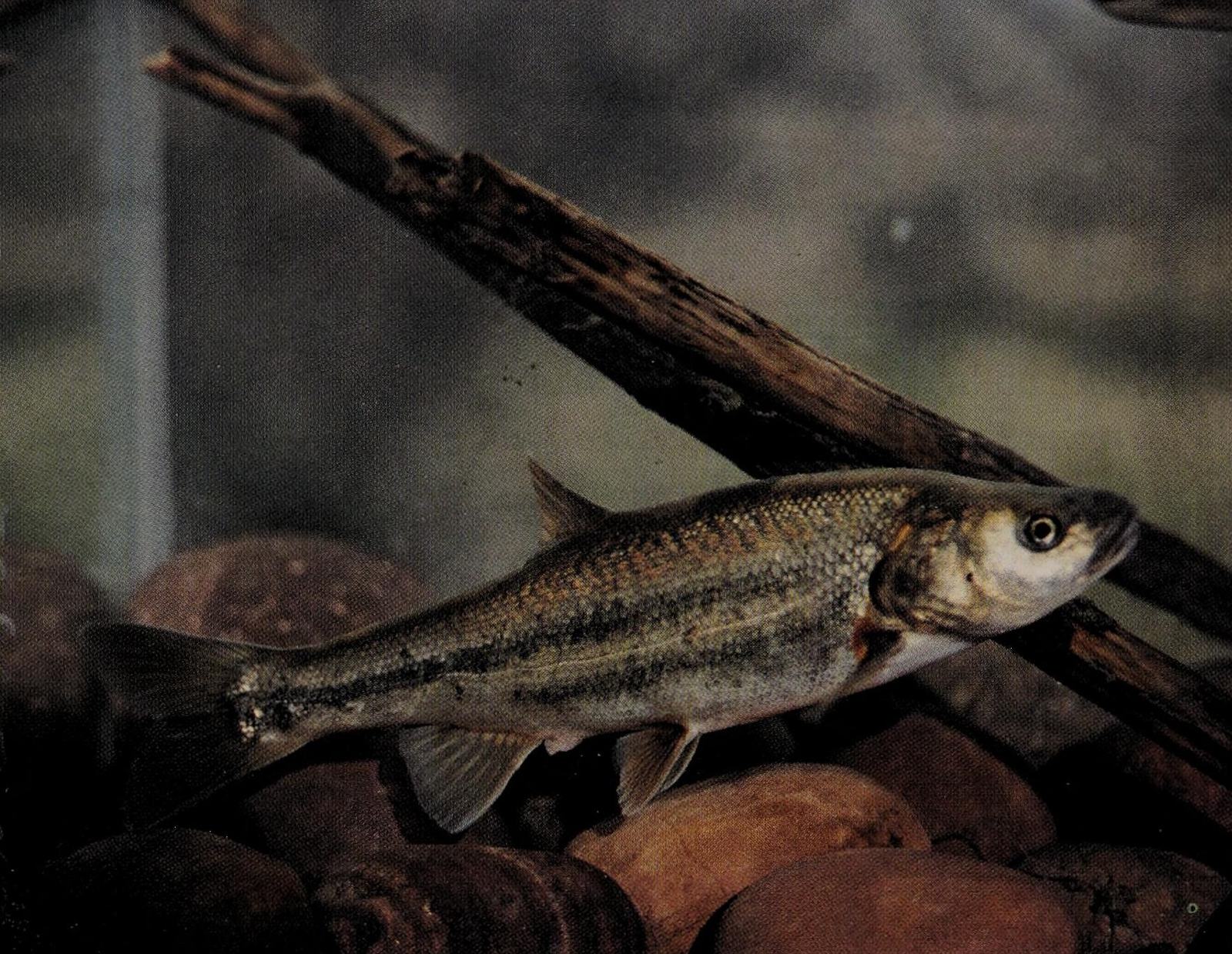 Gila chub (Bureau of Land Management photo)