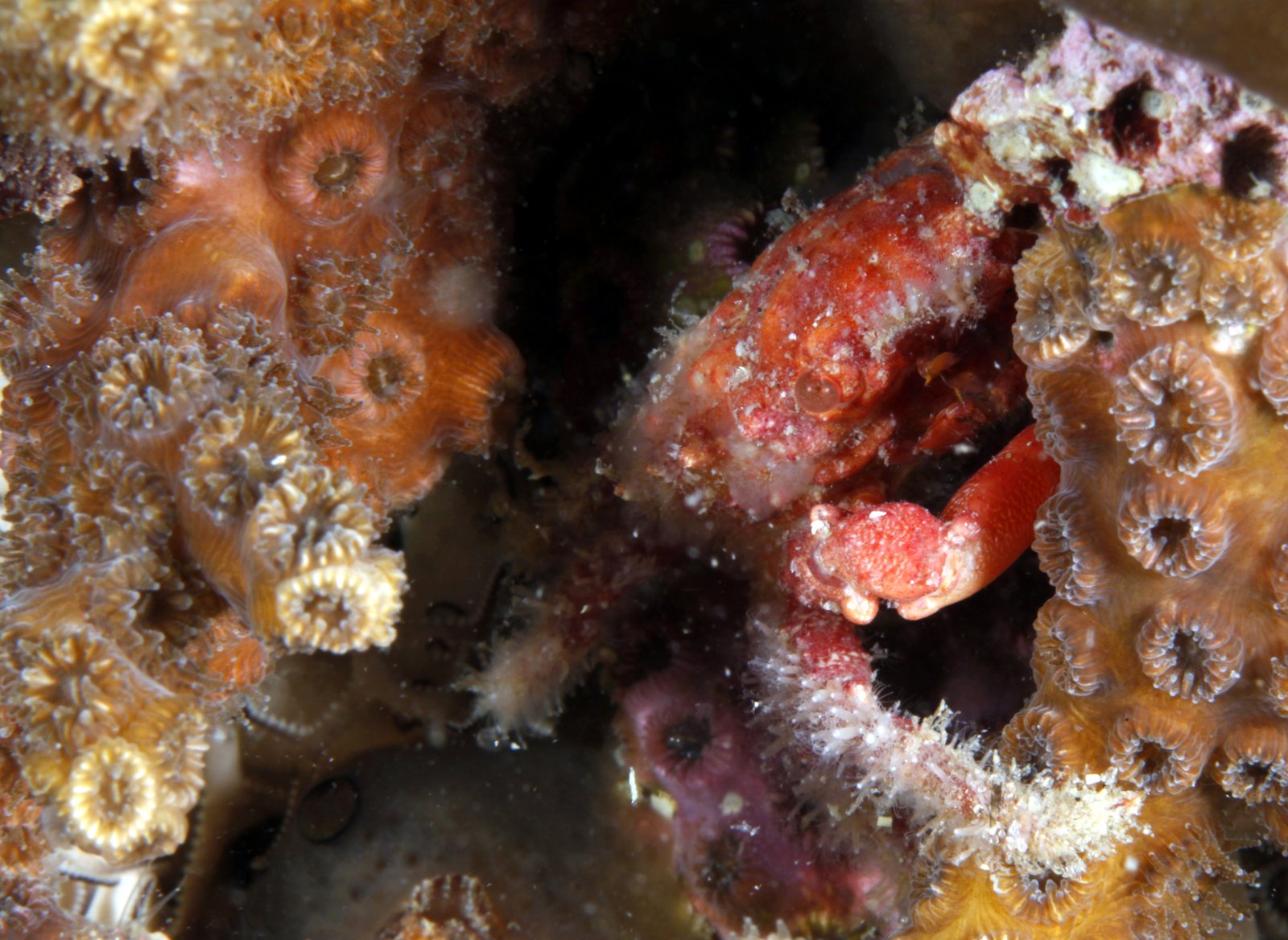 Oculina coral, Gray's Reef National Marine Sanctuary, Georgia (NOAA photo)