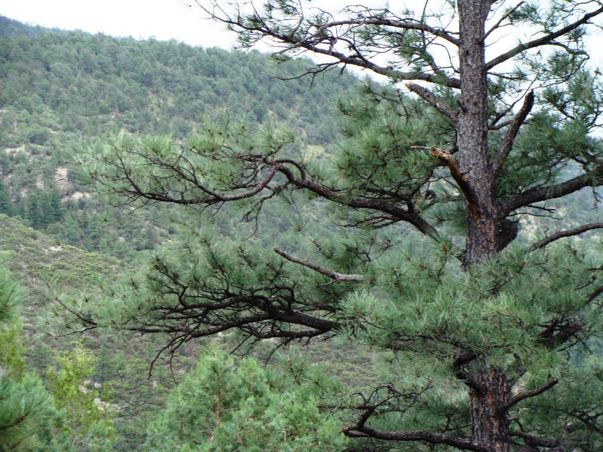 Gila National Forest