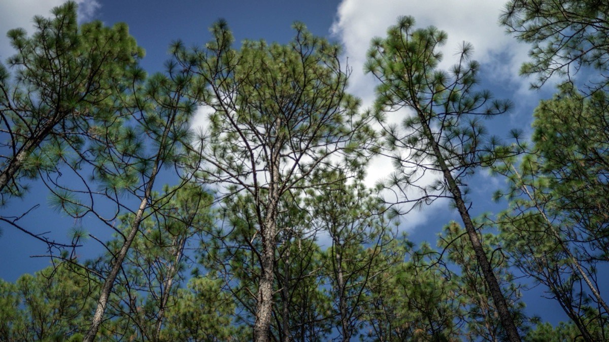 Kisatchie National Forest