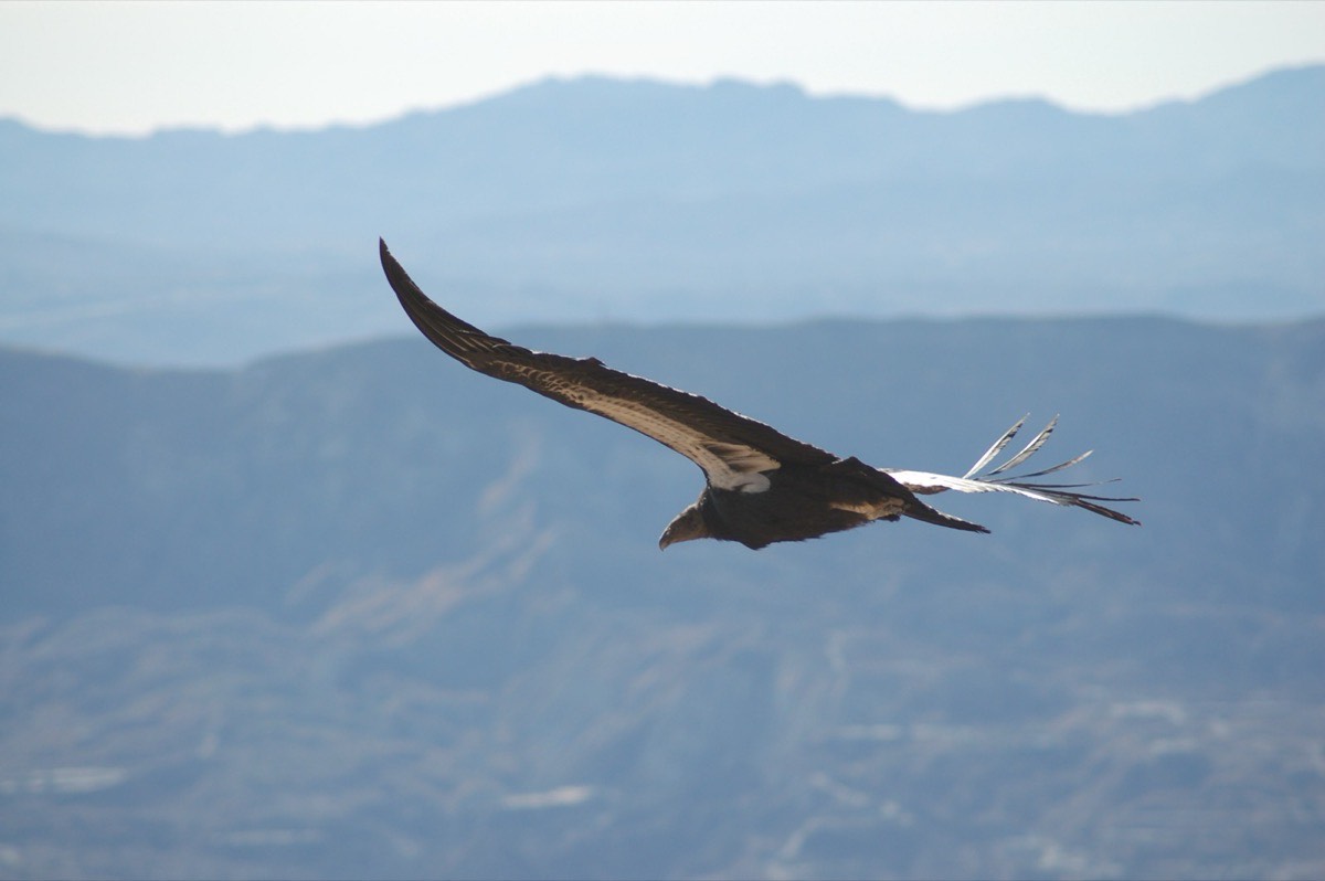 Los Padres National Forest