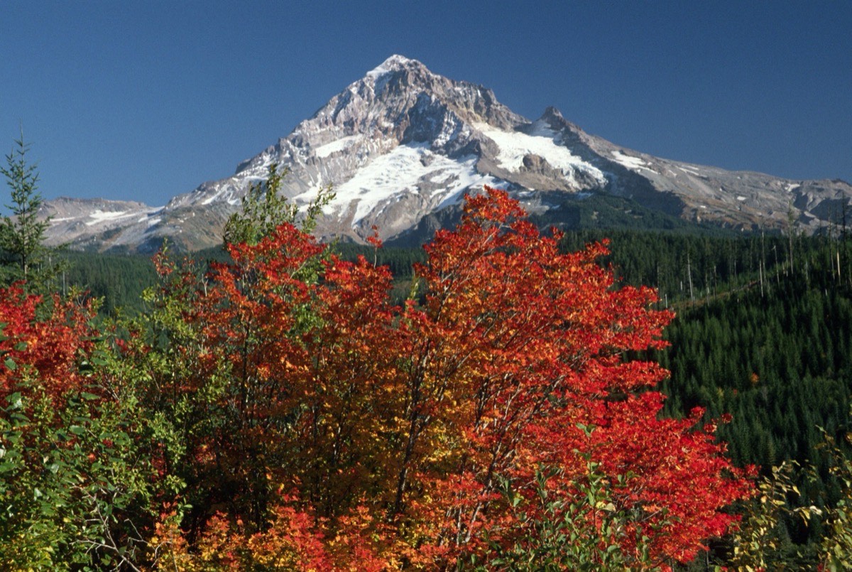 Mt. Hood National Forest