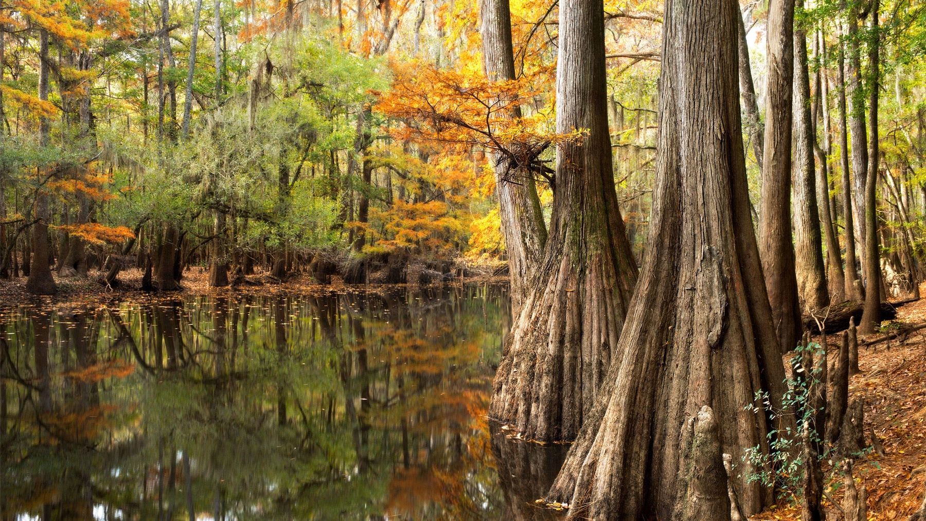 Congaree National Park