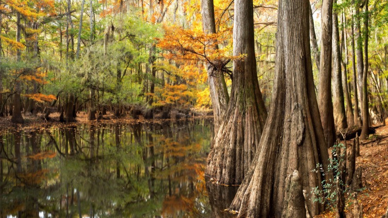 Congaree National Park
