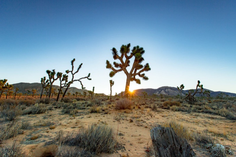 Joshua Tree National Park