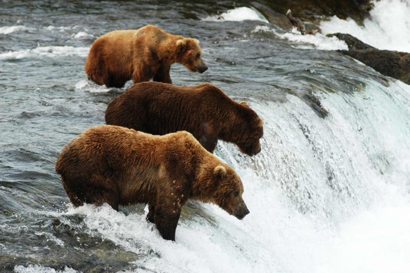 Katmai National Park