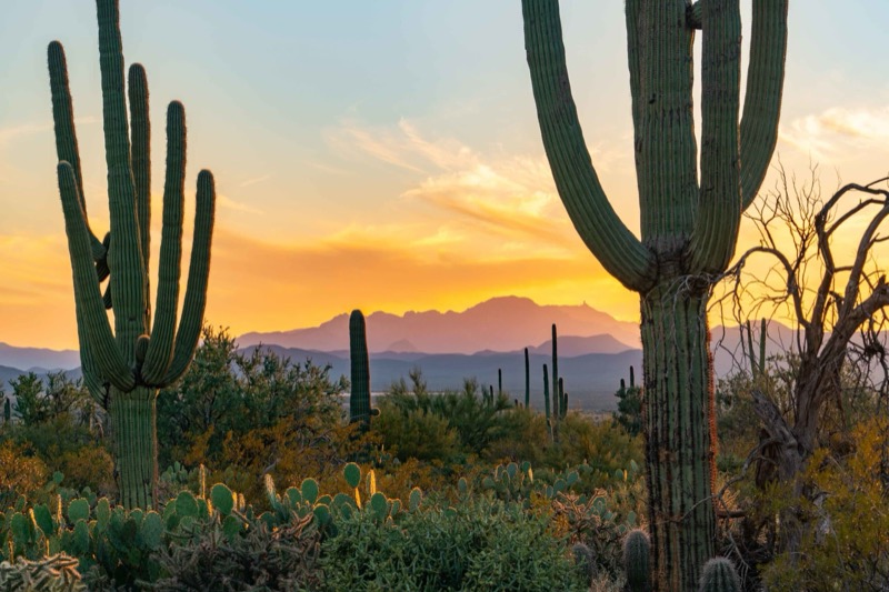 Saguaro National Park