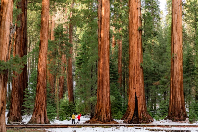 Sequoia National Park