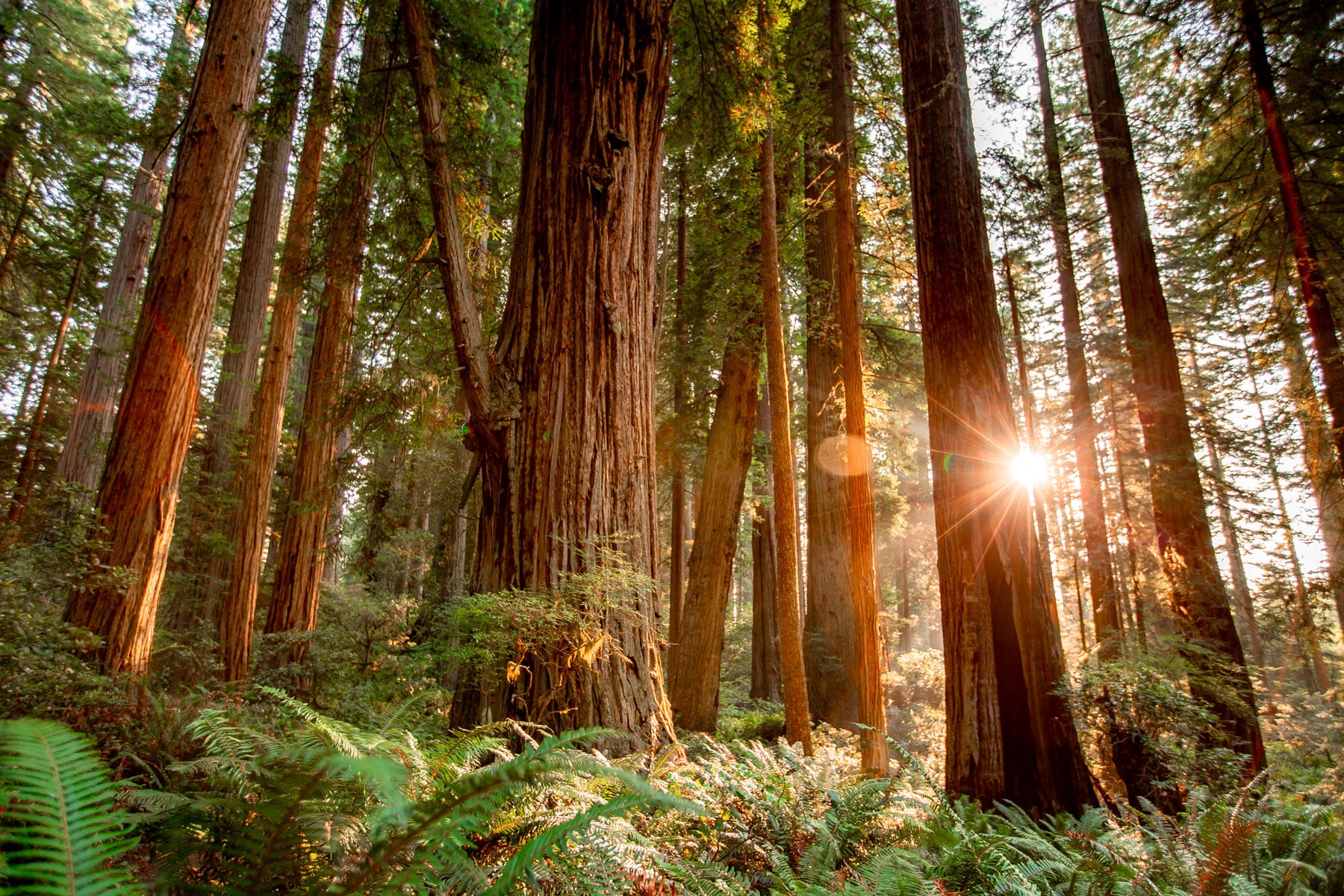 Redwood National Park