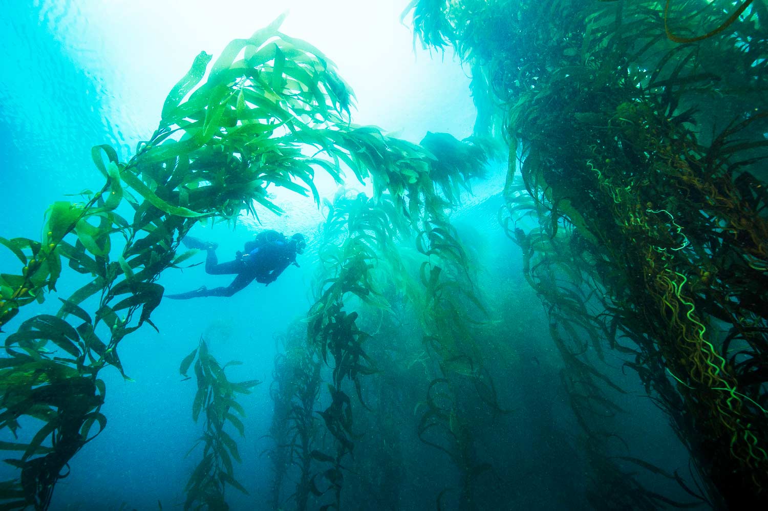 Channel Islands National Park