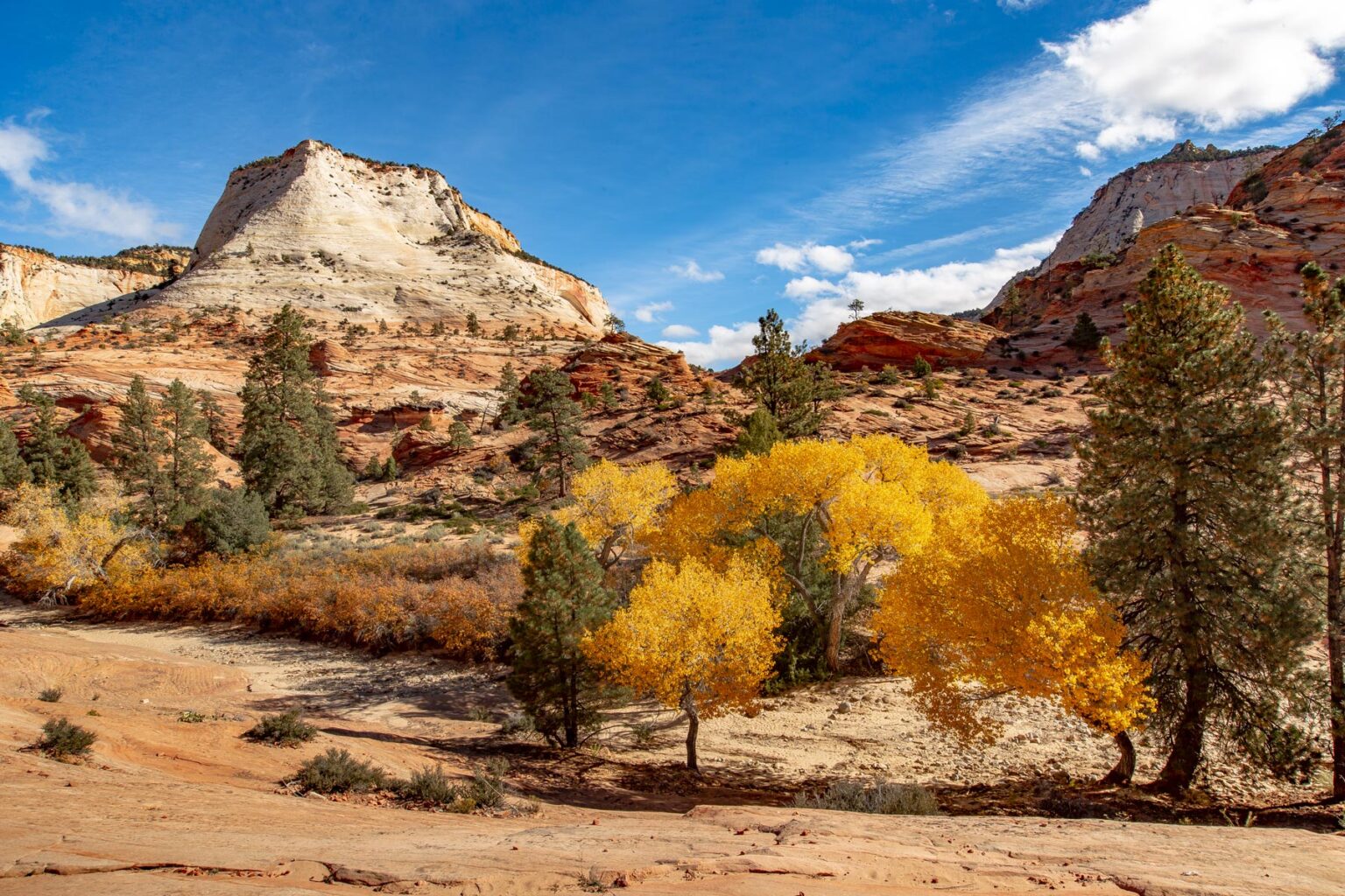Yellow cottonwoods turning along a wash below the pale sandstone walls of Zion Canyon.