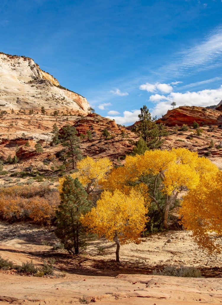 fall zion national park