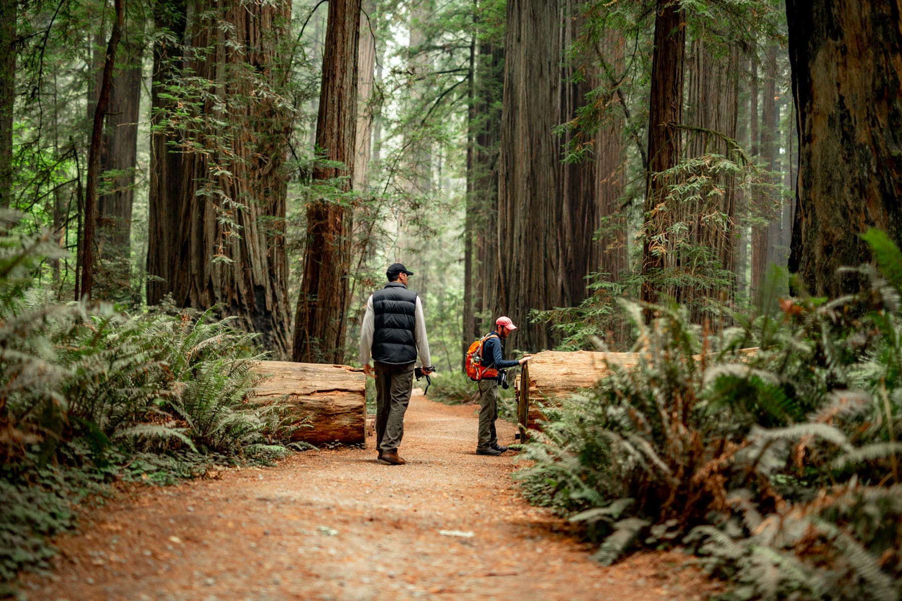 redwood forest, redwood national park