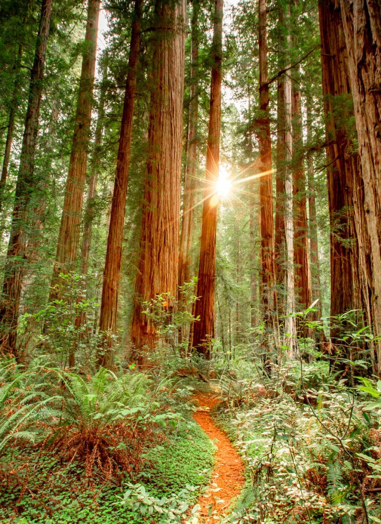 redwood national park more than just parks