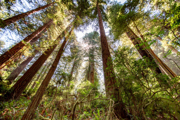tall trees grove redwood national park