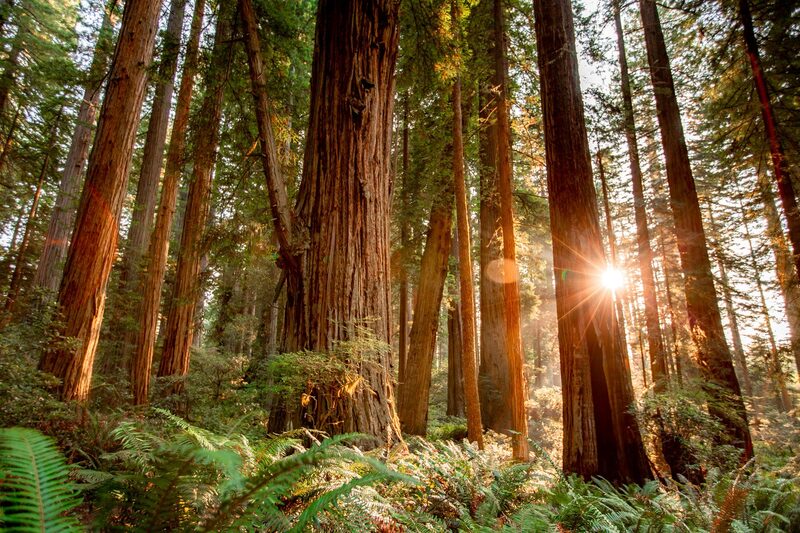Towering redwood trees in Redwood National Park