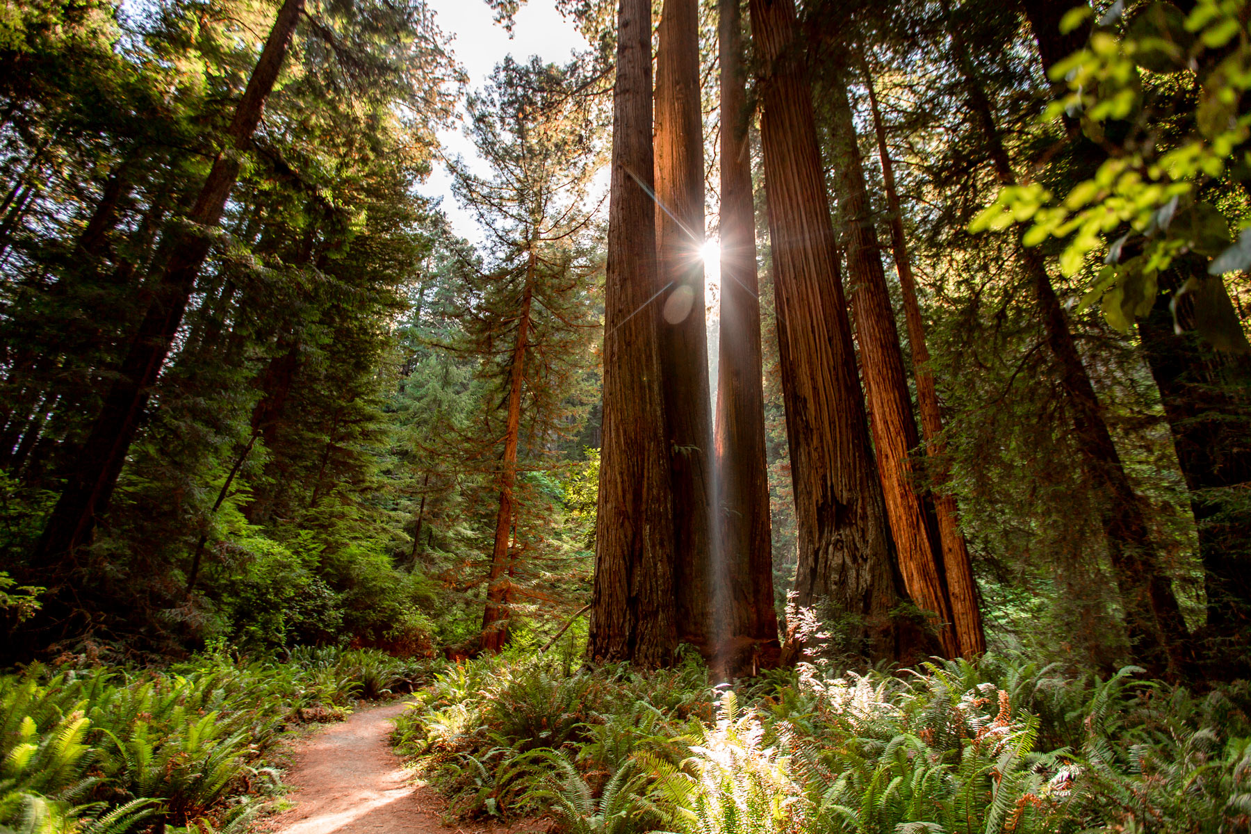 boy scout tree trail redwood national park