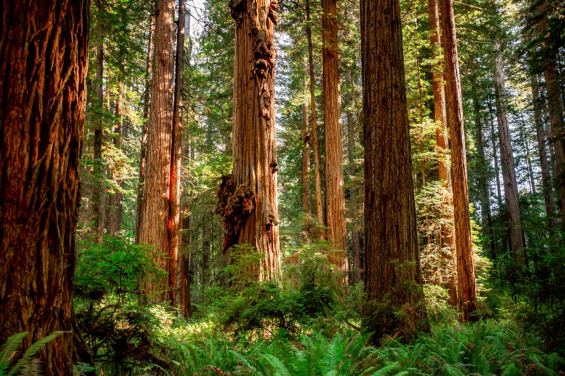 jedediah smith redwoods redwood national park