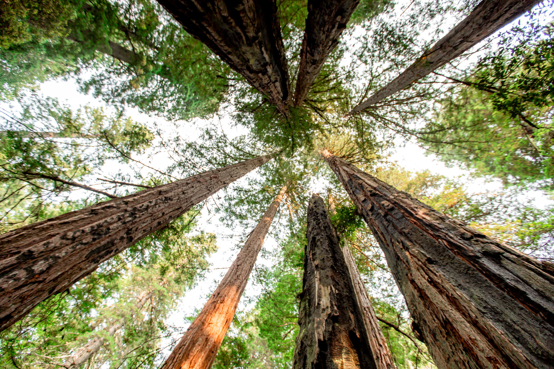 Redwood National Park trees