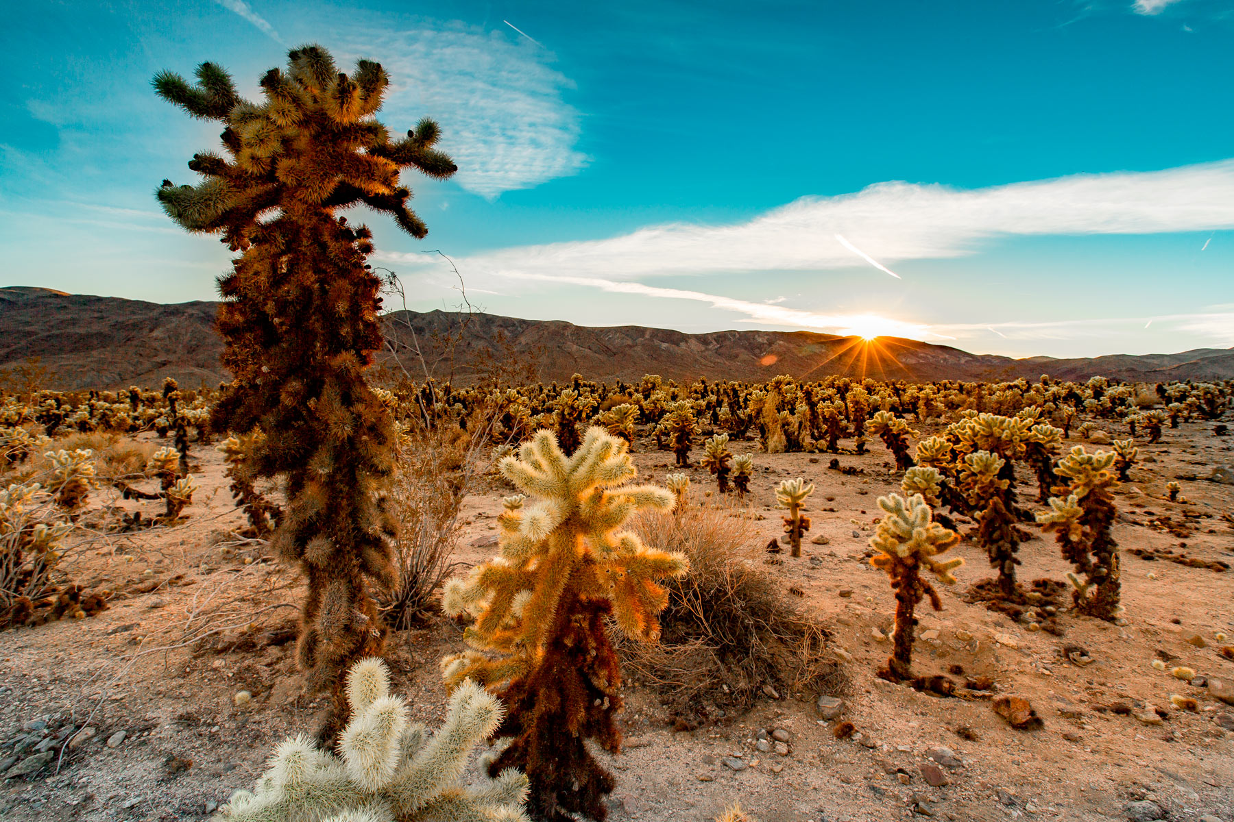 Cholla Cactus Garden   More Than Just Parks   The Ultimate ...