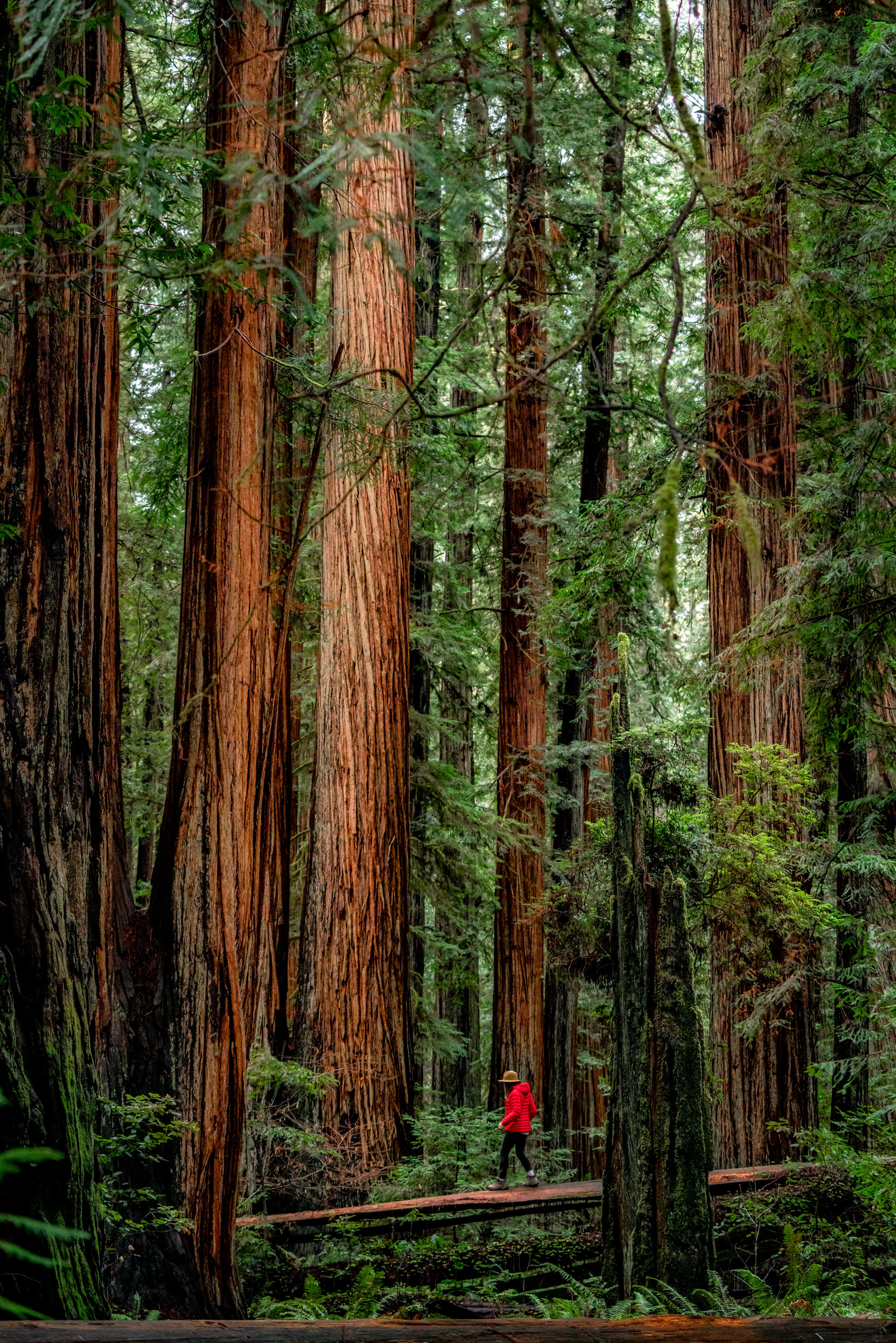 best things to do redwood national park
