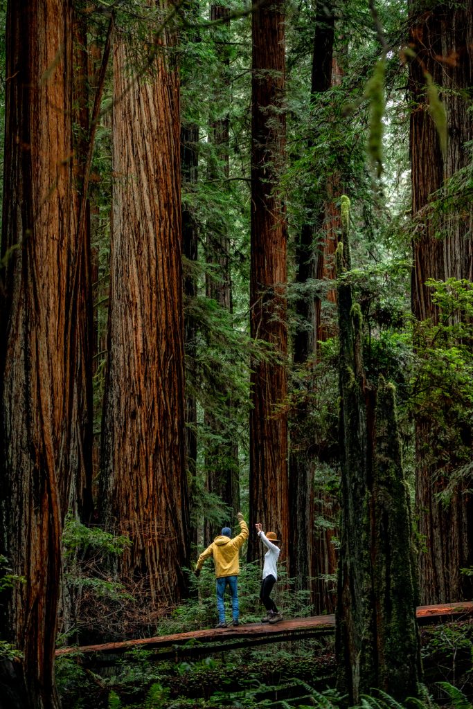 best things to do redwood national park