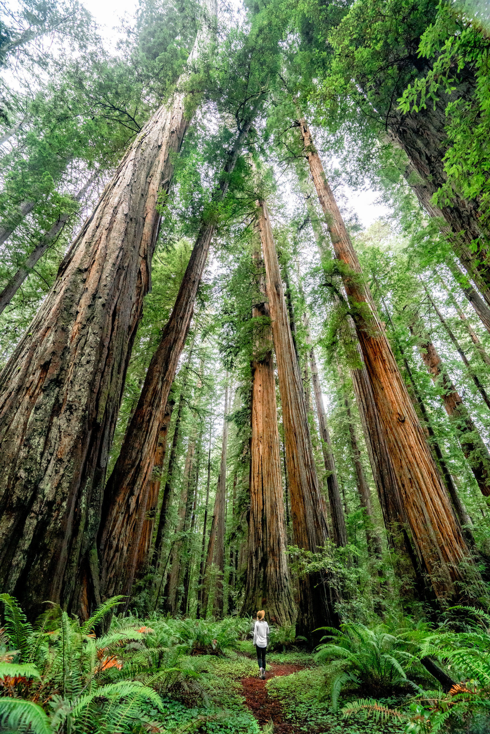 redwood national park, redwood forest