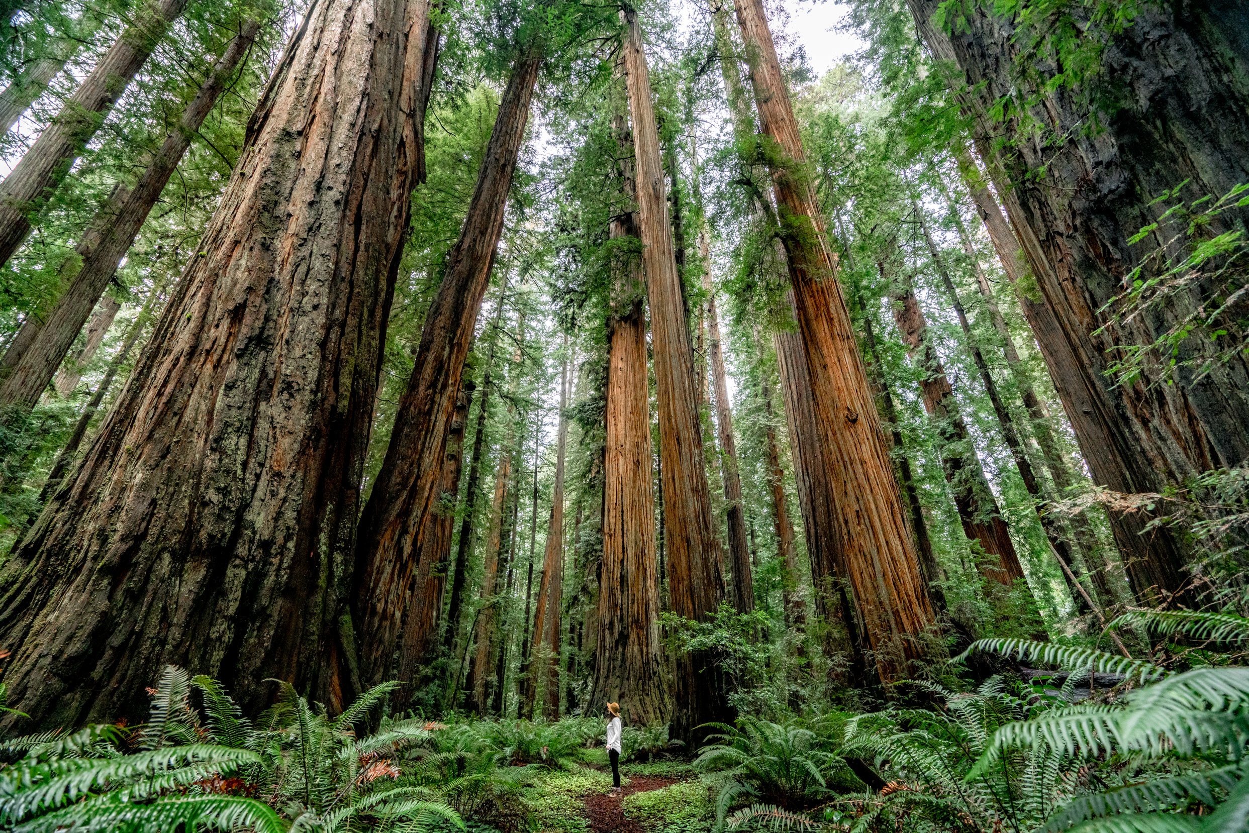 redwoods near san francisco, stout grove redwood national park