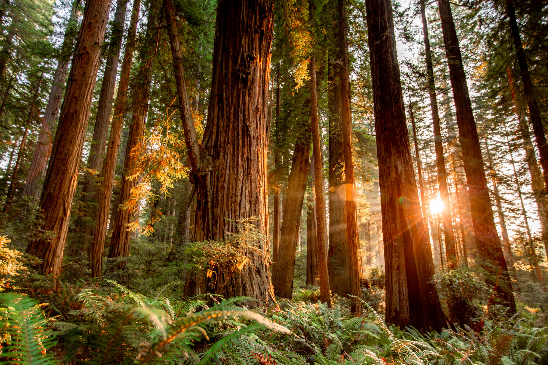 20 Redwood National Park Photos + Video