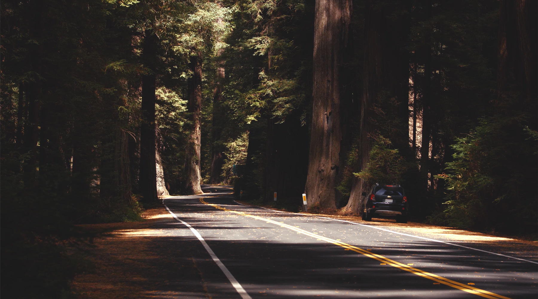 redwood national park driving
