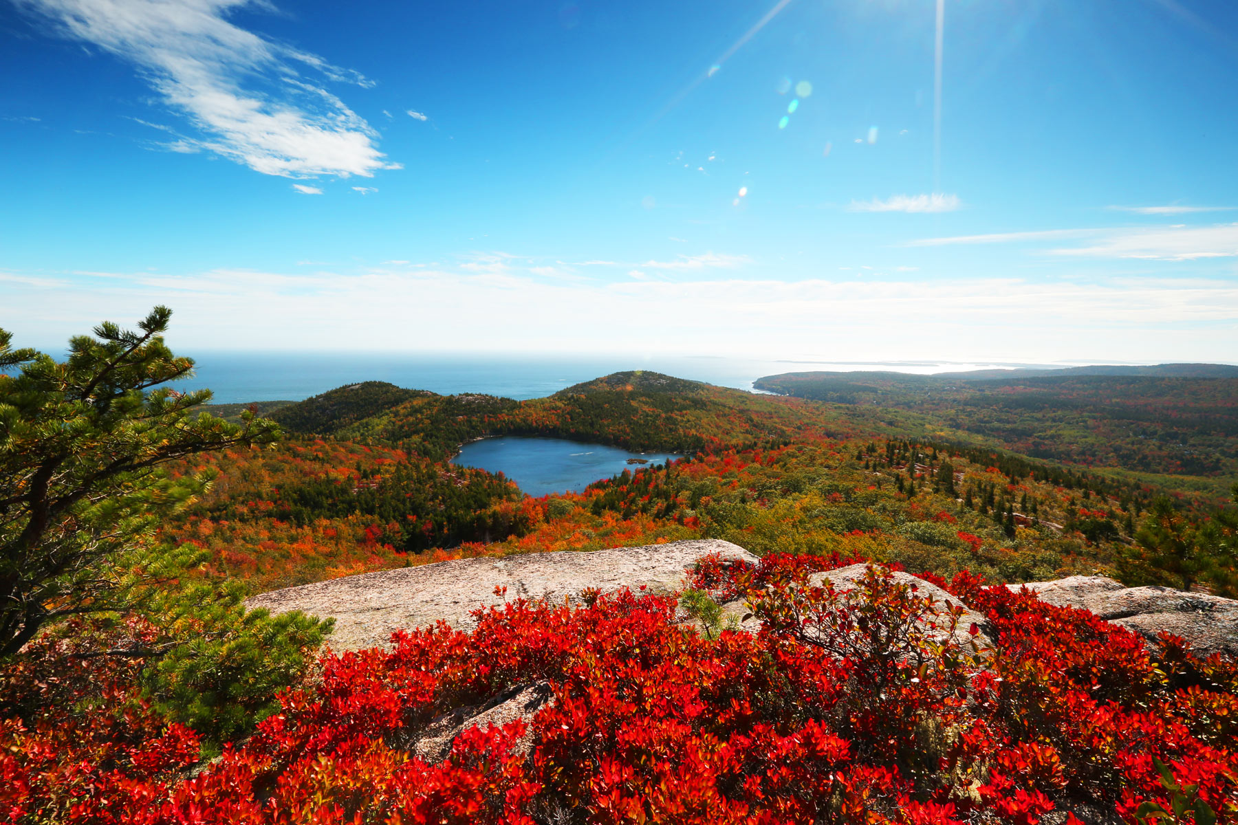 Acadia National Park is home to over 1,000 plant species | Acadia National Park Facts