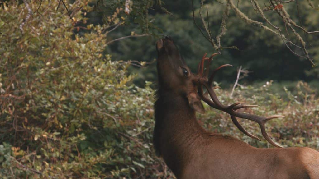 redwood national park elk