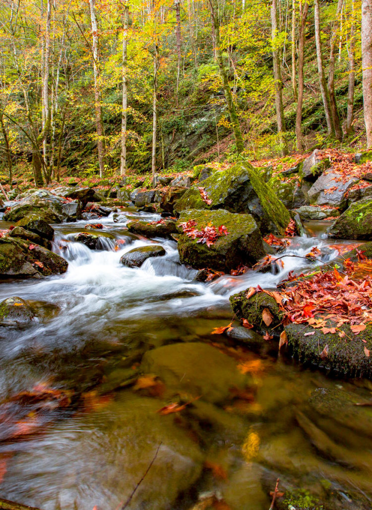 15 AMAZING Facts About Great Smoky Mountains National Park