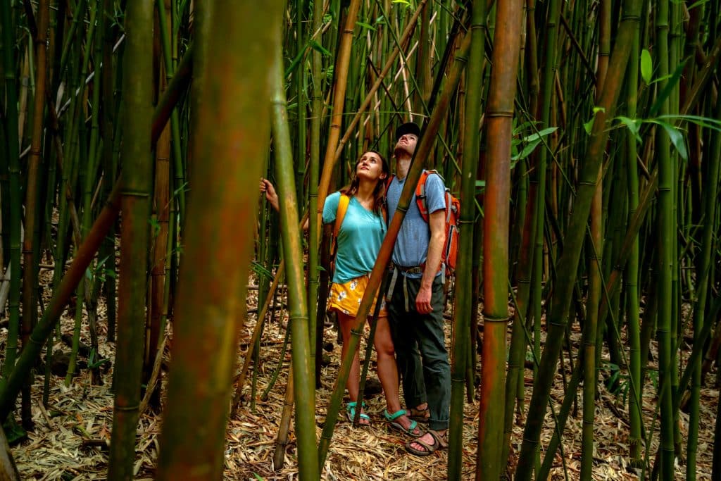 bamboo forest haleakala national park