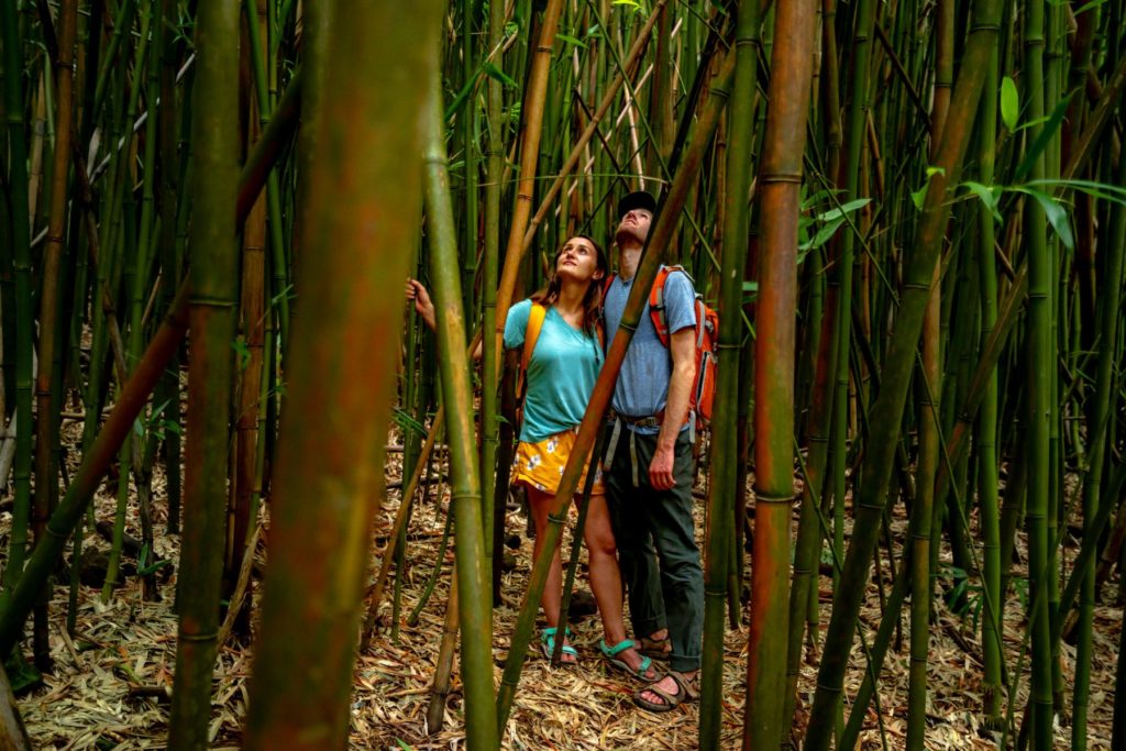 bamboo forest haleakala national park maui, hawaii, pipiwai trail
