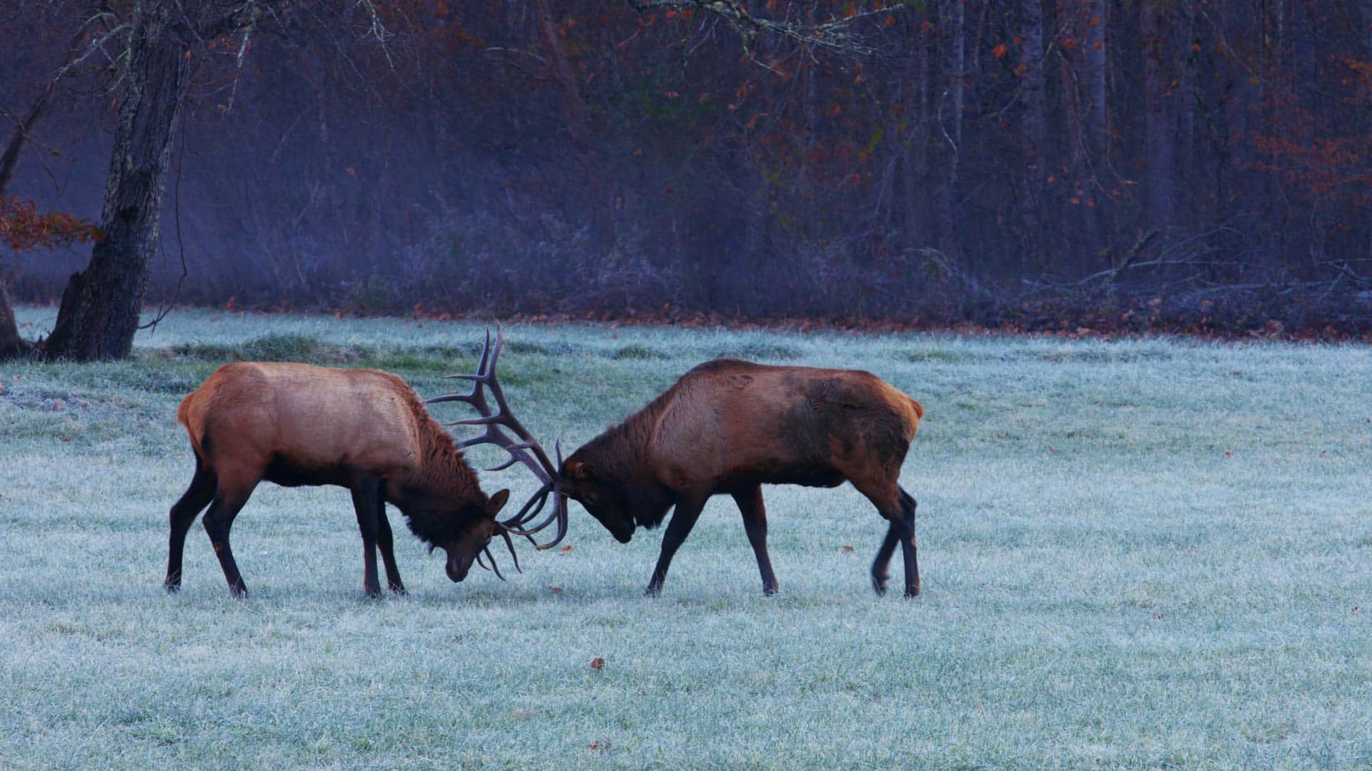 Elk rut in Great Smoky Mountains