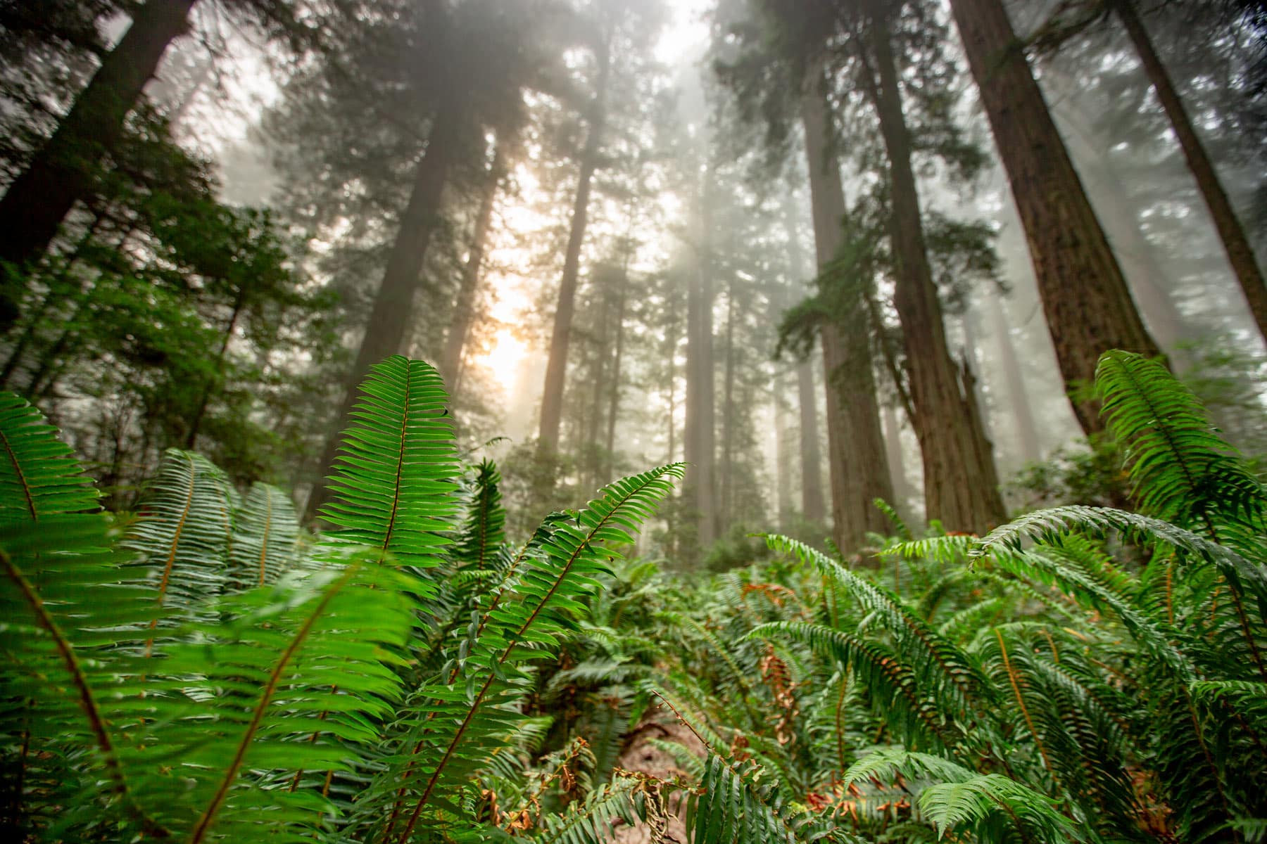 redwood national park fog