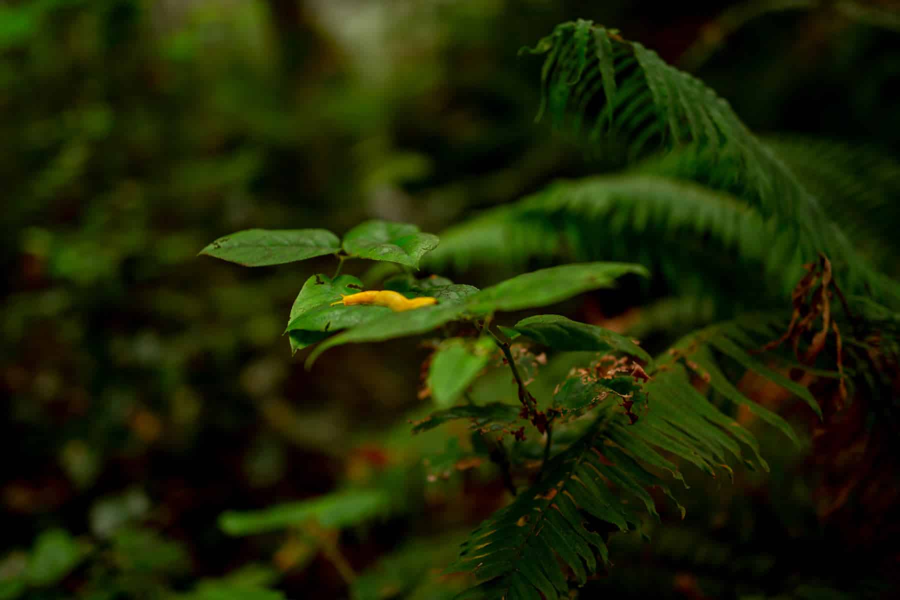 banana slug redwood national park