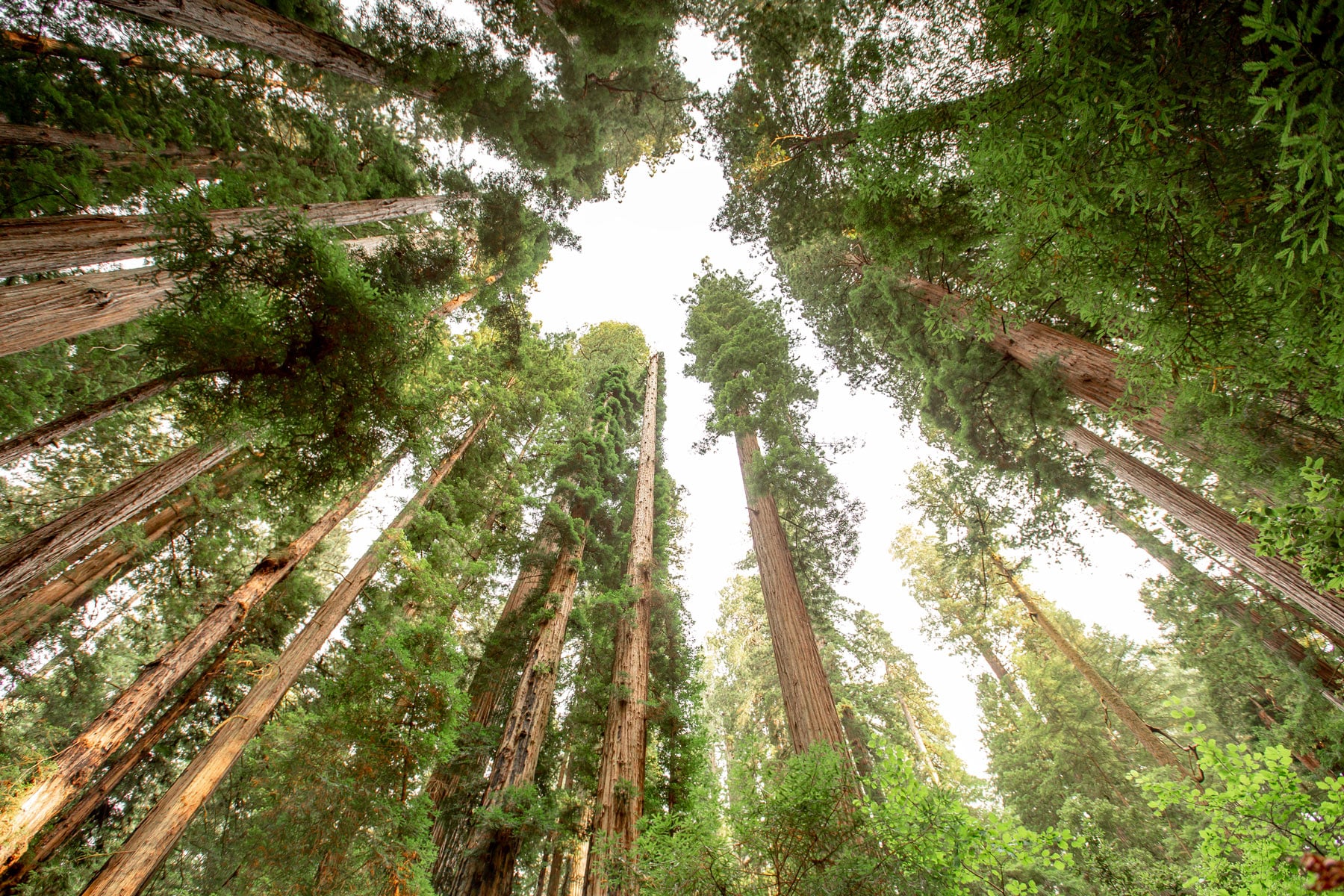 redwood forest redwood national park