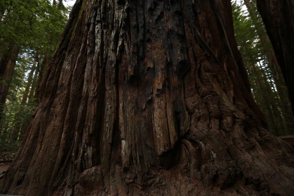 redwood tree trunk redwood national park