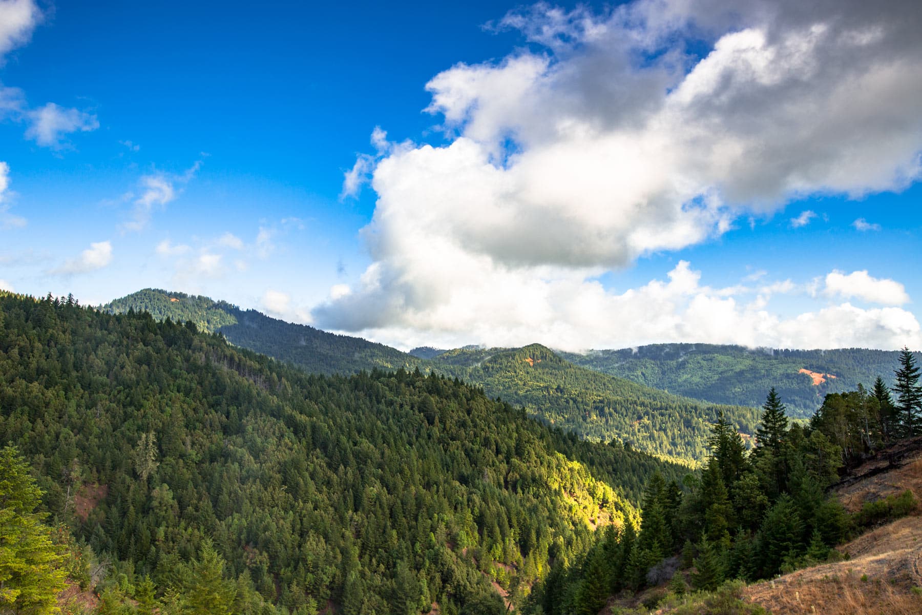 redwood national park overlook