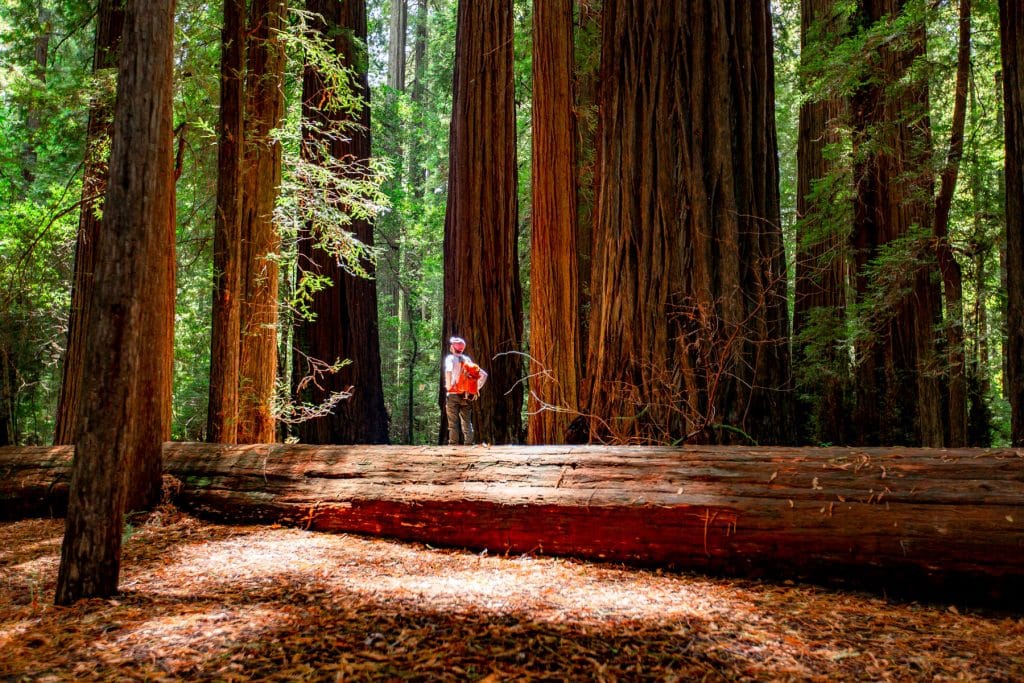 redwood national park hiker