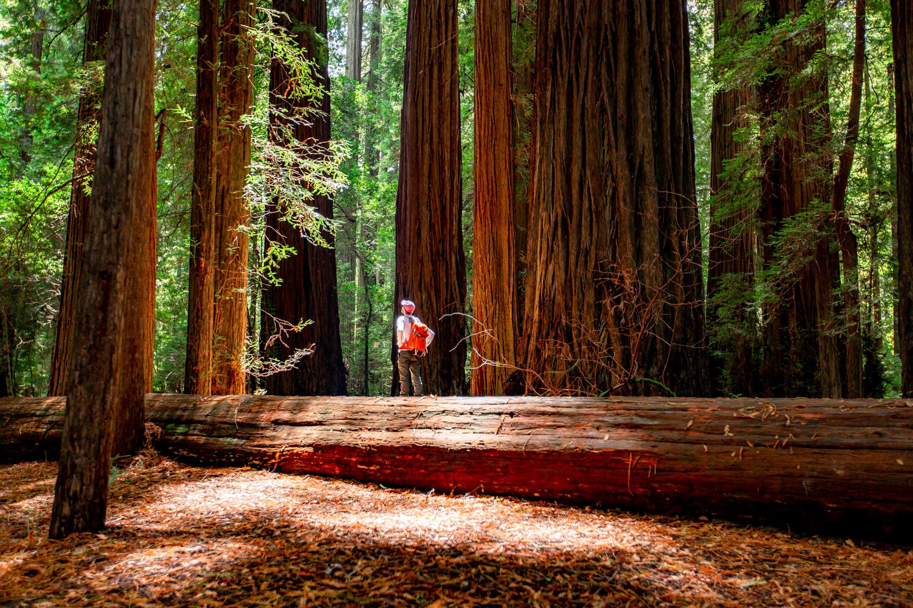 avenue of the giants, redwood national park hiker, road trips usa