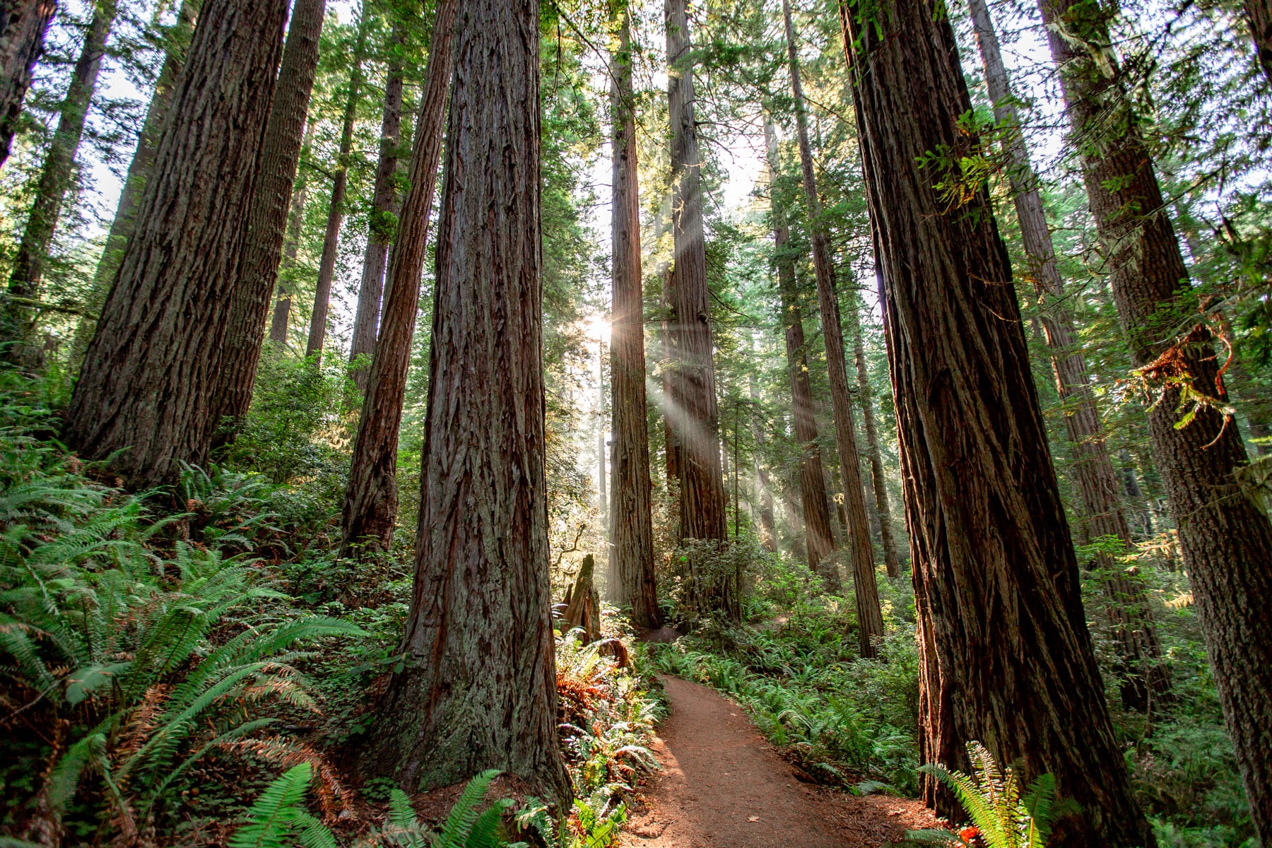 sun flare redwood national park