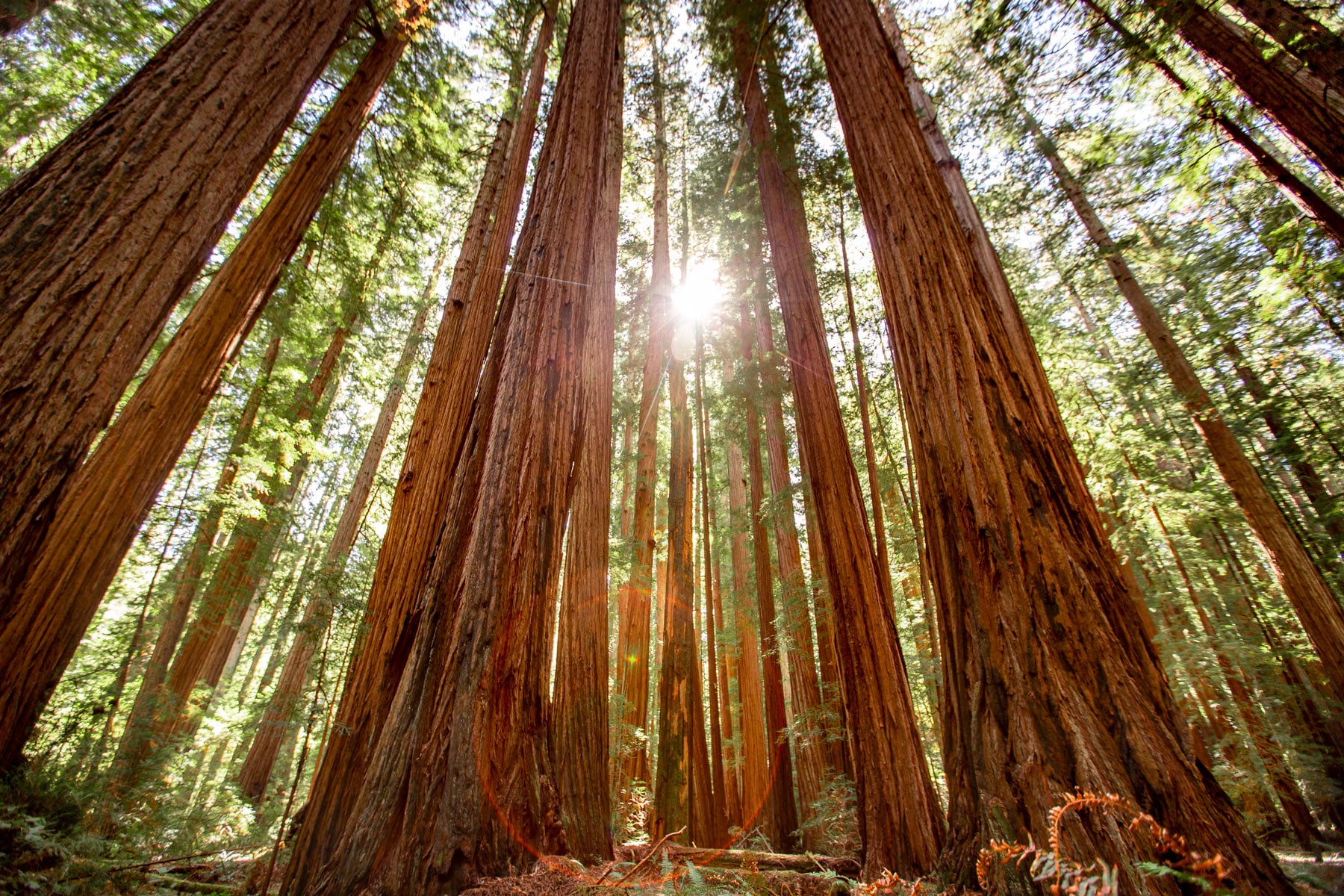 redwood national park, humboldt redwoods