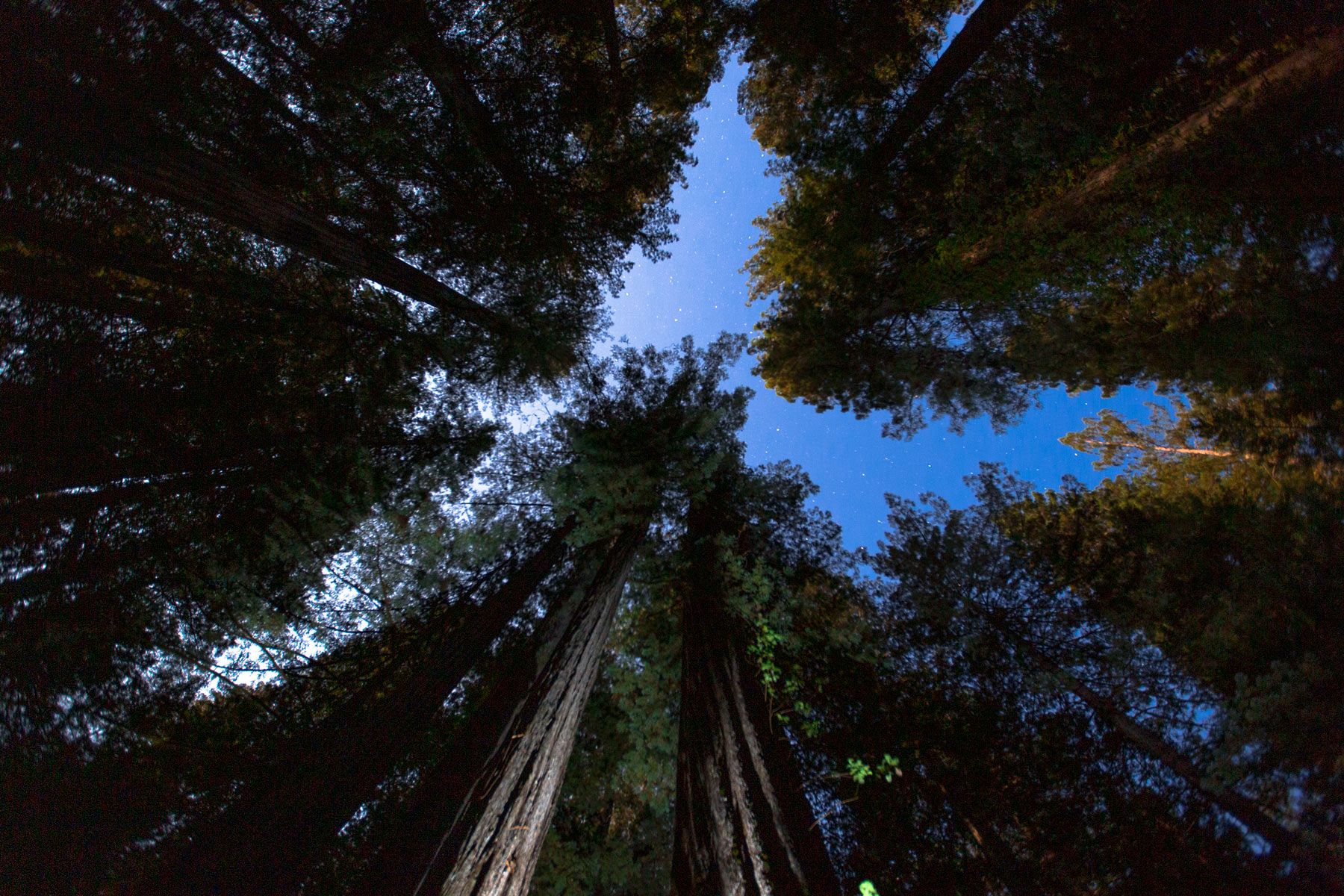 redwood national park night