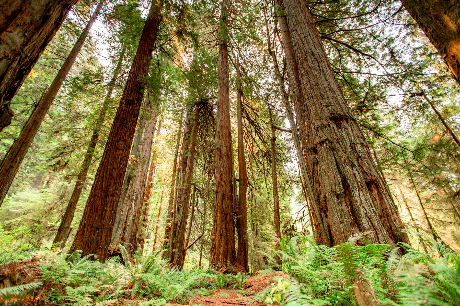 redwood national park california